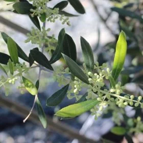 Koroneiki Olive